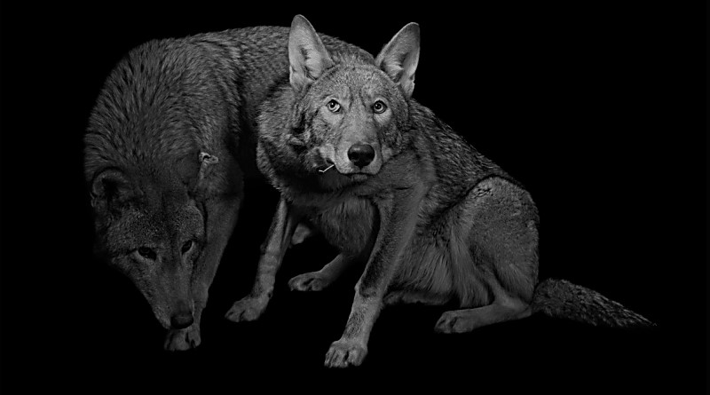 Read more about the article The Two Wolves